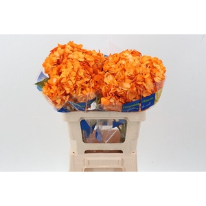 Hydr Orange Texas Tinted Select