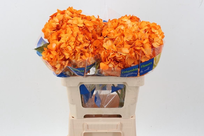 <h4>Hydr Orange Texas Tinted Select</h4>