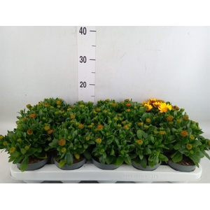 Osteospermum  '3D Deep Sun'