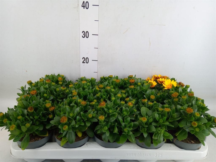 <h4>Osteospermum  '3D Deep Sun'</h4>