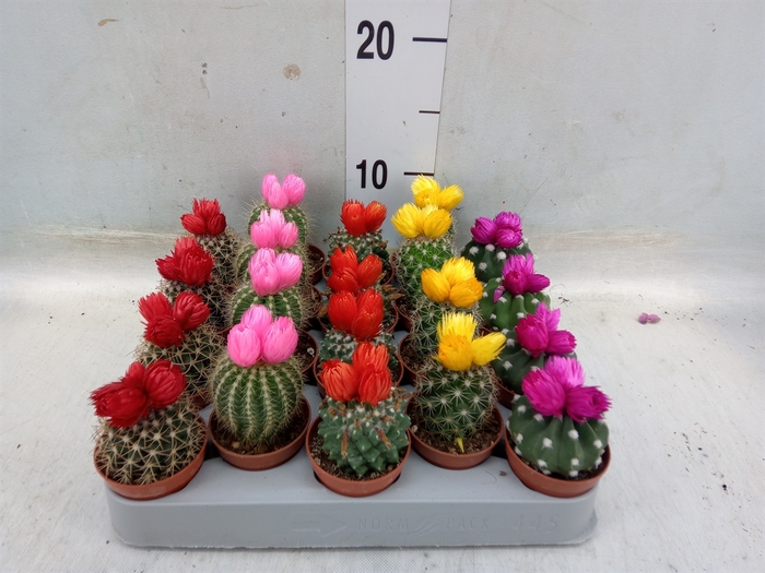 <h4>Cactus   ...decorated</h4>