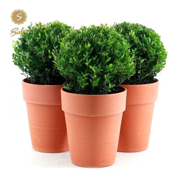 <h4>Ilex crenata 'Jenny'® Ball Ø20cm P17 in Ceramic Terracotta</h4>