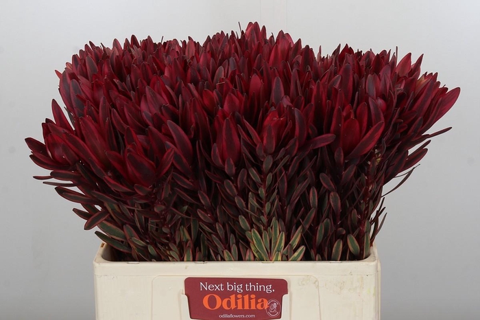 <h4>Leucadendron Jester</h4>