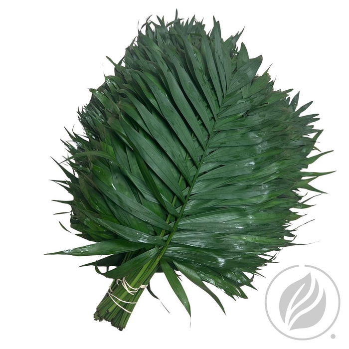 <h4>Chico Jumbo</h4>