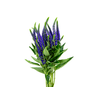 VERONICA LONGIFOLIA MARIETTA 060 CM AZUL