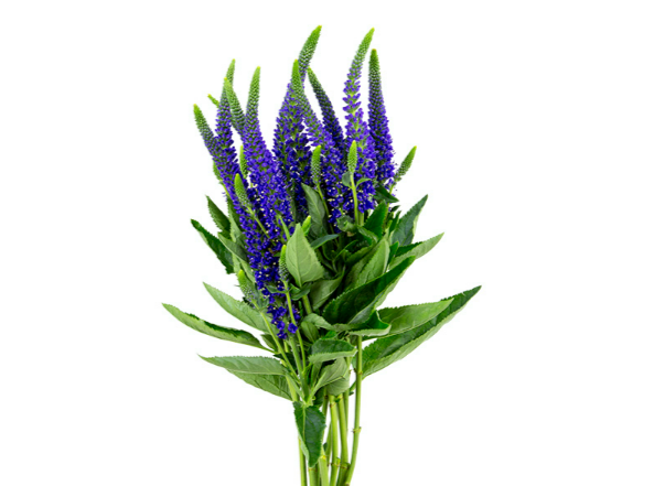 VERONICA LONGIFOLIA MARIETTA 060 CM AZUL