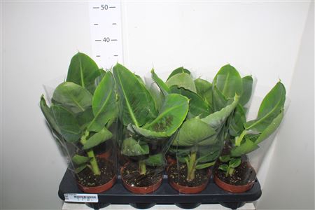 <h4>Musa Tropicana</h4>