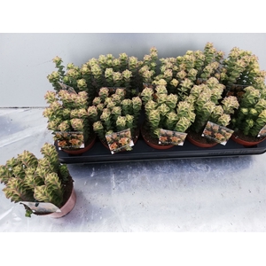 Crassula perforata