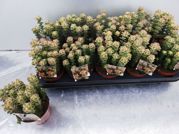 <h4>Crassula perforata</h4>