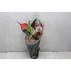 ANTHURIUM SCHERZERIANUM CHRISTINE P15