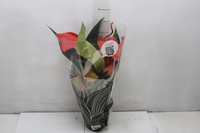 <h4>ANTHURIUM SCHERZERIANUM CHRISTINE P15</h4>
