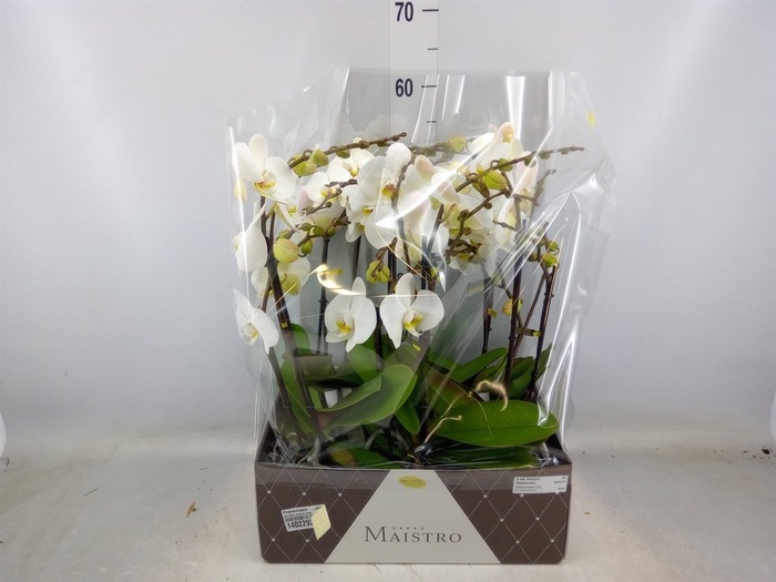 <h4>Phalaenopsis   ...white</h4>