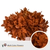 QUERC RUBRA 80CM FROST ORANGE