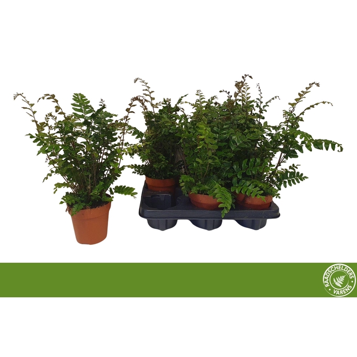 <h4>DIDYMOCHLAENA</h4>