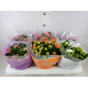 Kalanchoe blos. ..rosebud mix 4