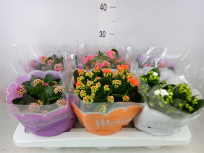 <h4>Kalanchoe blos. ..rosebud mix 4</h4>