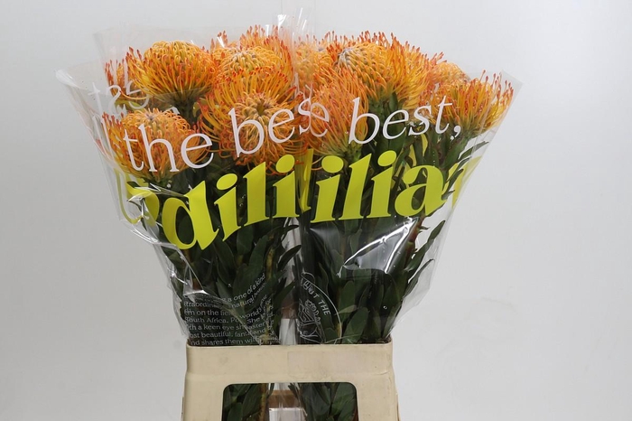 <h4>Nutans Ayoba Sun</h4>