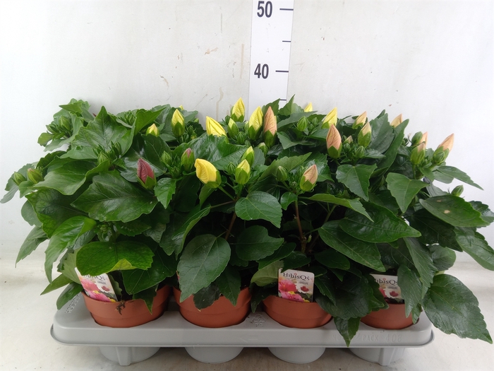 <h4>Hibiscus rosa-sin.   ...mix</h4>