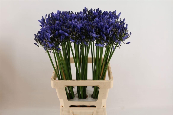 <h4>Agapanthus (Funnel Grp) 'Uri'</h4>