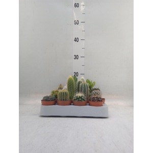 Cactus   ...mix