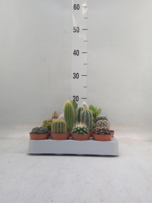 <h4>Cactus   ...mix</h4>