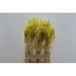 Lagurus Yellow 50gr