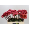 Dahlia Salmon Runner