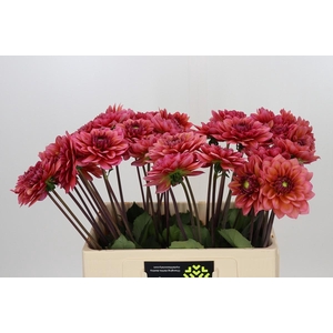 Dahlia Salmon Runner