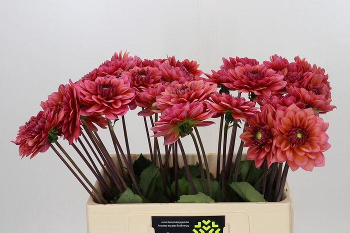 Dahlia Salmon Runner