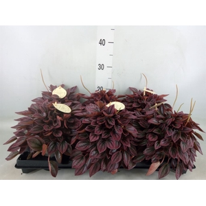 Peperomia