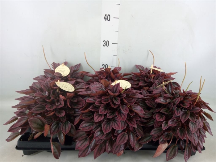 <h4>Peperomia</h4>