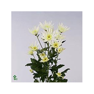 CHR T DELIANNE WHITE