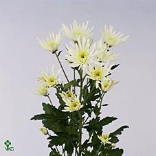 <h4>CHR T DELIANNE WHITE</h4>