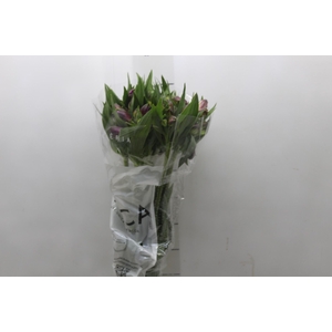 ALSTROEMERIA XANADU 080 CM ROXO