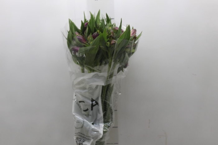 <h4>ALSTROEMERIA XANADU 080 CM ROXO</h4>