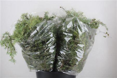 <h4>DECOGROEN OV BS</h4>