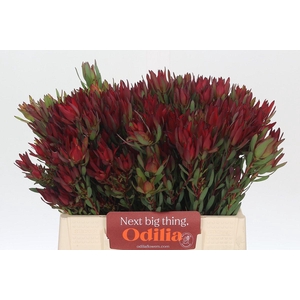 Leucadendron Blush Spray