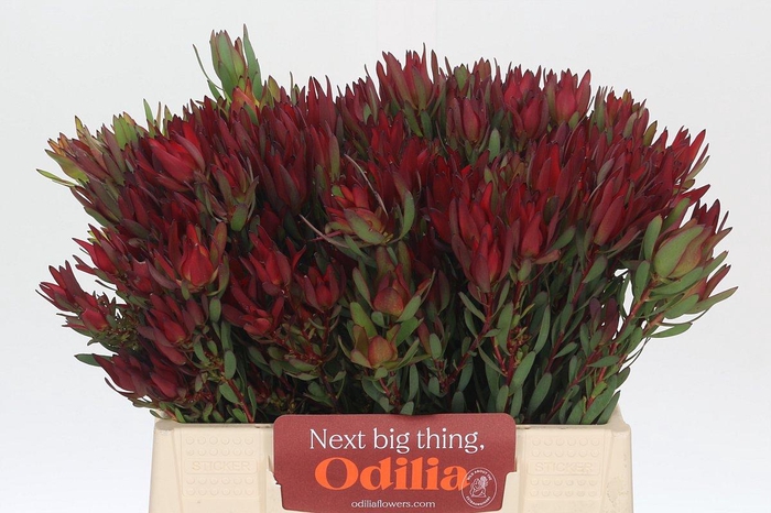 <h4>Leucadendron Blush Spray</h4>