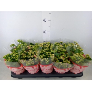 Kalanchoe blos. 'RosDon Nando'