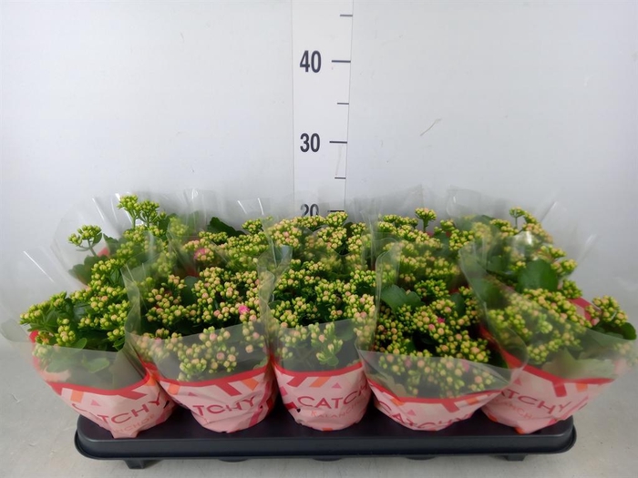 <h4>Kalanchoe blos. 'RosDon Nando'</h4>