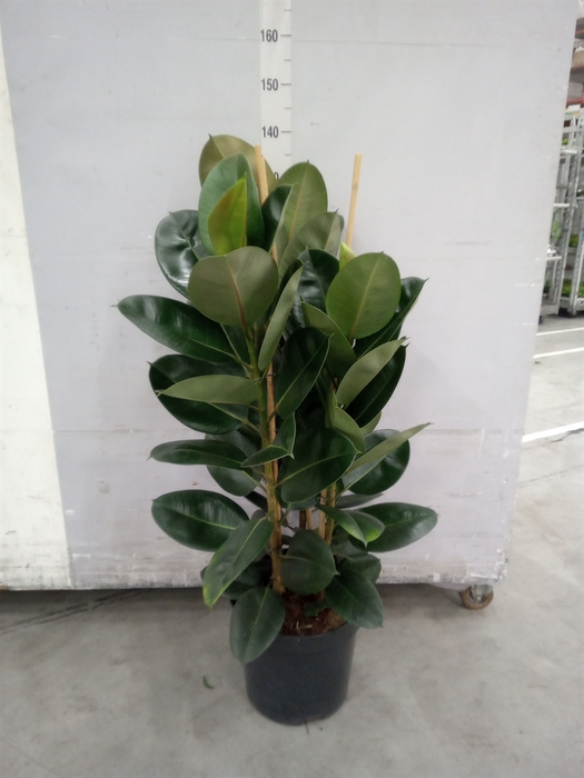 <h4>Ficus elastica 'Robusta'</h4>