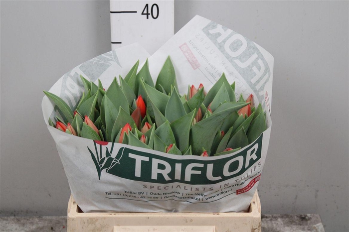 <h4>Tu En Ad Rem</h4>