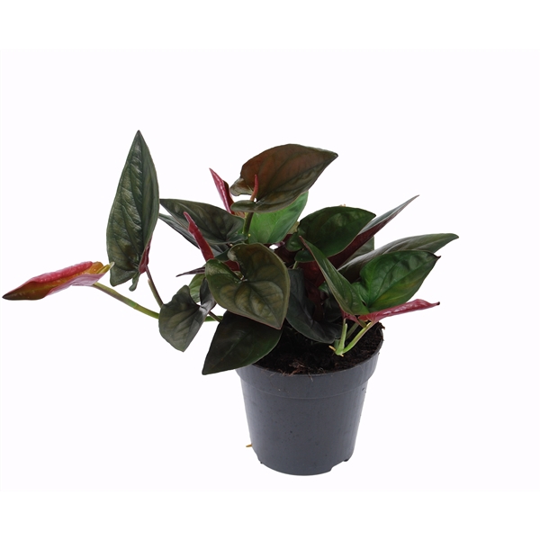 <h4>Syngonium erythrophyllum 'Red Arrow'</h4>