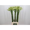Ornithogalum Saundersiae