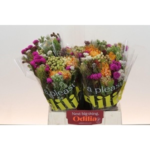 BQ Kaaps Groen Rivermix