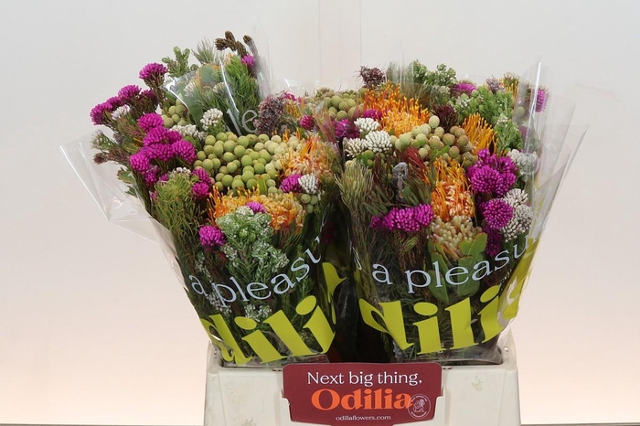 <h4>BQ Kaaps Groen Rivermix</h4>