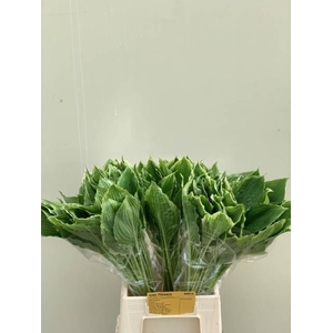 HOSTA UNDULATA ALBOM