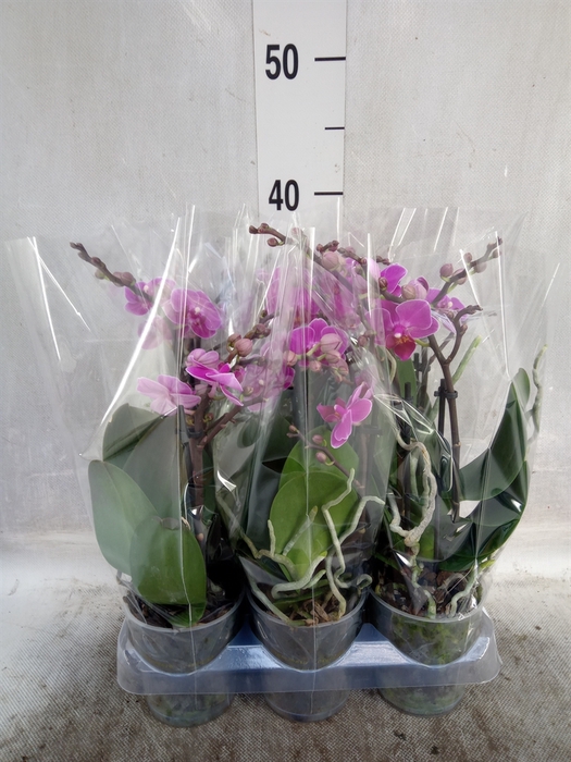 <h4>Phalaenopsis multi. 'Purple Petra'</h4>