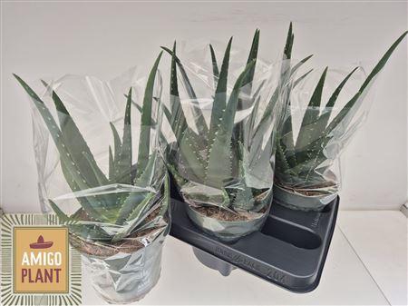 <h4>Aloe Vera</h4>
