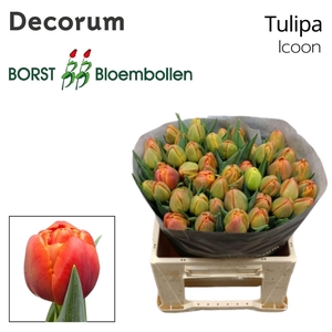 TULIPA DU 'ICOON'